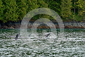 Orca Pod Swimming along the Shore