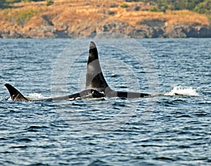 Orca`s off of Vancouver Island