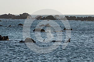 Orca searching rocks for prey