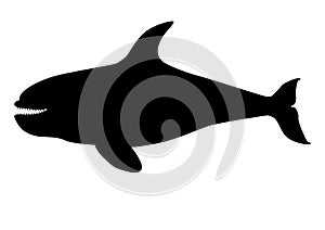 Orca silhouette