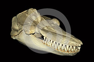 An Orca Skull