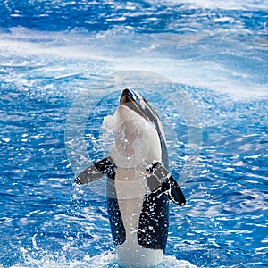 Orca Is Smiling Above the Water