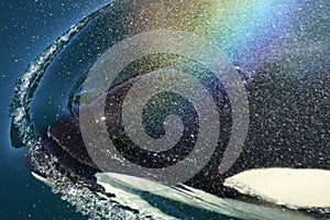 Orca spouting a rainbow