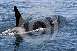 Orca Spray