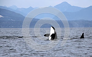 Orca Spy hopping with Pod of Resident Orcas of the coast near Sechelt, BC