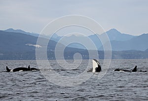 Orca Spy hopping with Pod of Resident Orcas of the coast near Sechelt, BC