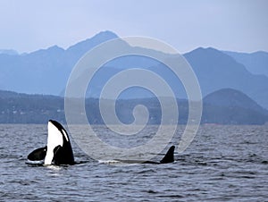 Orca Spy hopping with Pod of Resident Orcas of the coast near Sechelt, BC photo