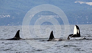 Orca Spy hopping with Pod of Resident Orcas of the coast near Sechelt, BC
