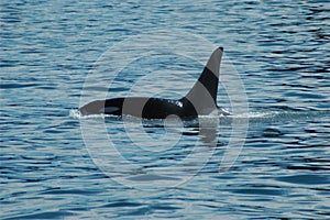 Orca surfacing