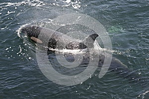 Orca Swimming