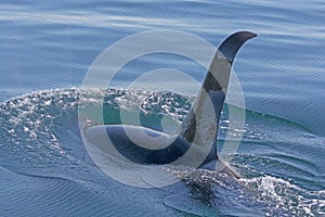 Orca Swimming in the Water