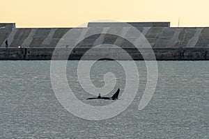 Orca Tail inside Genoa Habor in mediterranean sea