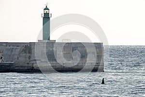 Orca Tail inside Genoa Habor in mediterranean sea