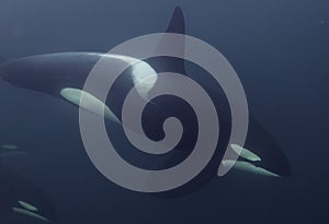 Orca Underwater