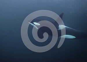 Orca Underwater photo