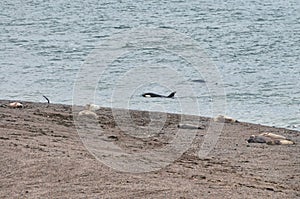 Orca in the Valdes Peninsula