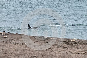 Orca in the Valdes Peninsula