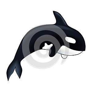 Orca vector illustration. Marine mammal. Killer whale. on white background.