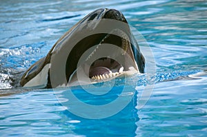 Orca in water