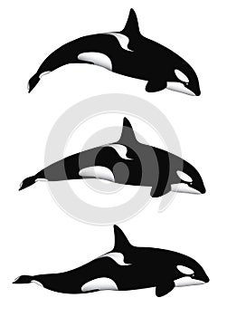 Orca Whale