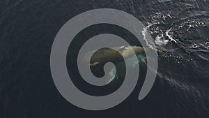 Orca Whale in Antarctica swimming close to ship