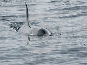 Orca Whale Breeching photo