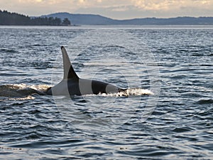 Orca Whale Dorsal Fin