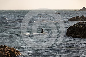 Orca Whale Fin, Moa point, New Zealand