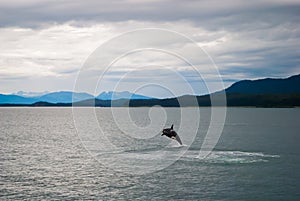 Orca Whale Jumping in Water photo
