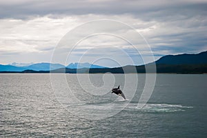 Wal springen im wasser 