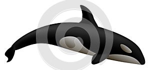 Orca whale mockup, realistic style