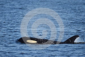 AN ORCA WHALE SURFACES OFF TNE VANCOVER COAST