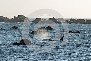 Orca Whale surfaces at Wellington New Zealand