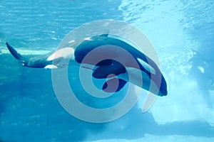 Orca whale swimming underwater in the aquarium