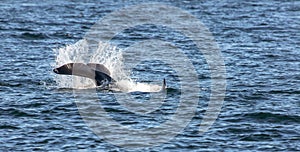 Orca Whale Tail Slapping the water in the San Juan Islands of Washington State, United States