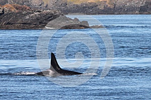 Orca Whale on the Washington Coast