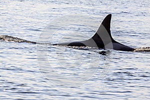 Orca whales