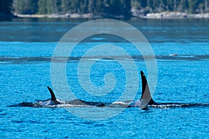 Orca whales (Orcinus orca), near Campbell River, Vancouver Island, BC Canada