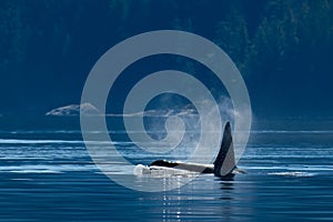 Orca whales (Orcinus orca), near Campbell River, Vancouver Island, BC Canada