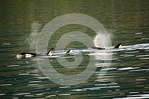 Orca whales spouting