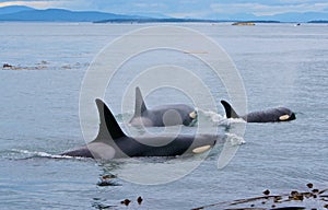 Orcas