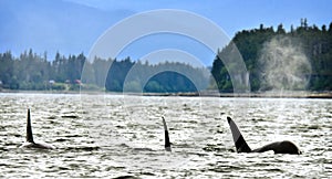 Orcas in Alaska photo