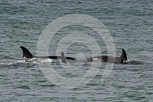 Orcas hunting sea lions,