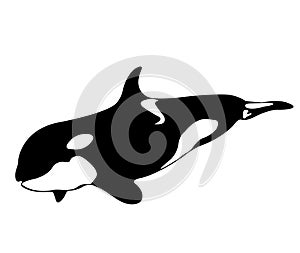 Orcas killer whales (Orcinus orca) swimming in open water, Three Kings Islands, New Zealand