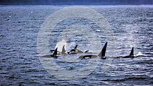 Orcas - La Famiglia photo