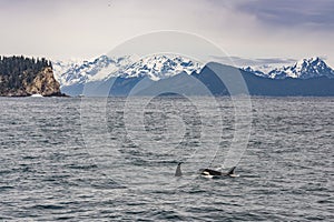 Orcas swimming in the Gulf of Alaska photo
