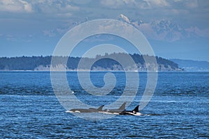 Orcas swimming in Vancouver