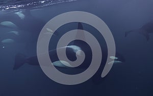 Orcas Underwater