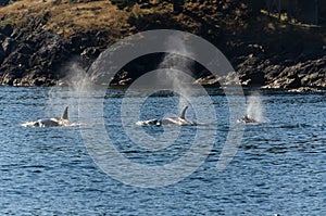 Orcas in Vancouver photo