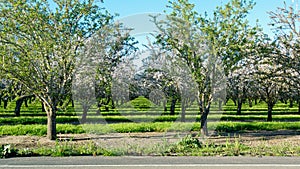 The orchard across the street